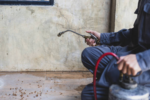 Best Local Pest Control Services  in Lawndale, CA
